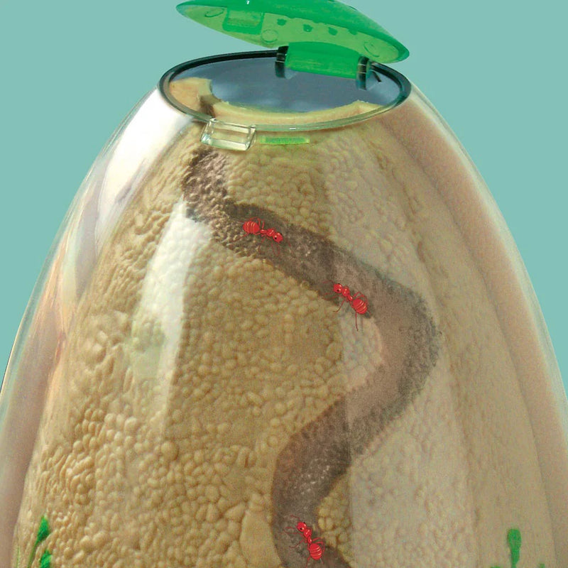 Ant Mountain, Learning SPACE