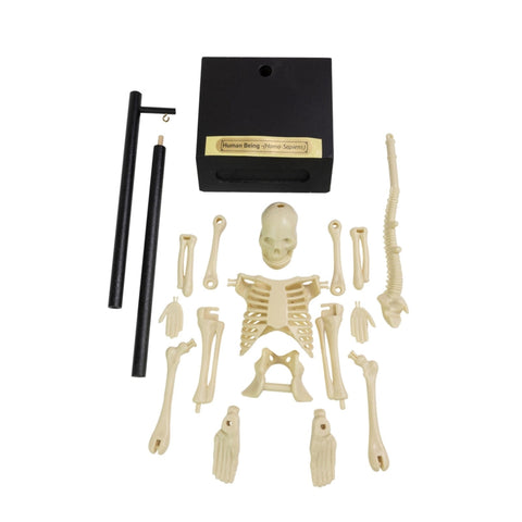 Build Your Own - Anatomical Skeleton-Early Science,Games & Toys,Human Body,Science,Science Activities-Learning SPACE