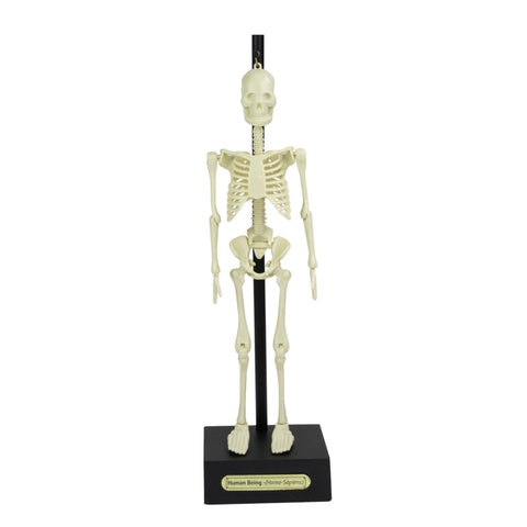 Build Your Own - Anatomical Skeleton-Early Science,Games & Toys,Human Body,Science,Science Activities-Learning SPACE