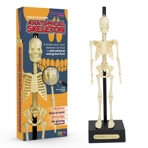 Build Your Own - Anatomical Skeleton-Early Science,Games & Toys,Human Body,Science,Science Activities-Learning SPACE