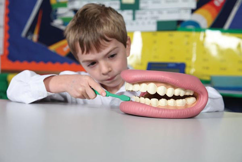 Giant Teeth Dental Demonstration Model, Learning SPACE
