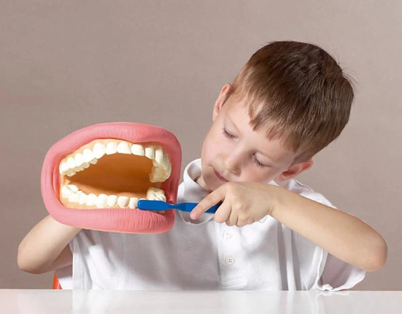 Giant Teeth Dental Demonstration Model, Learning SPACE