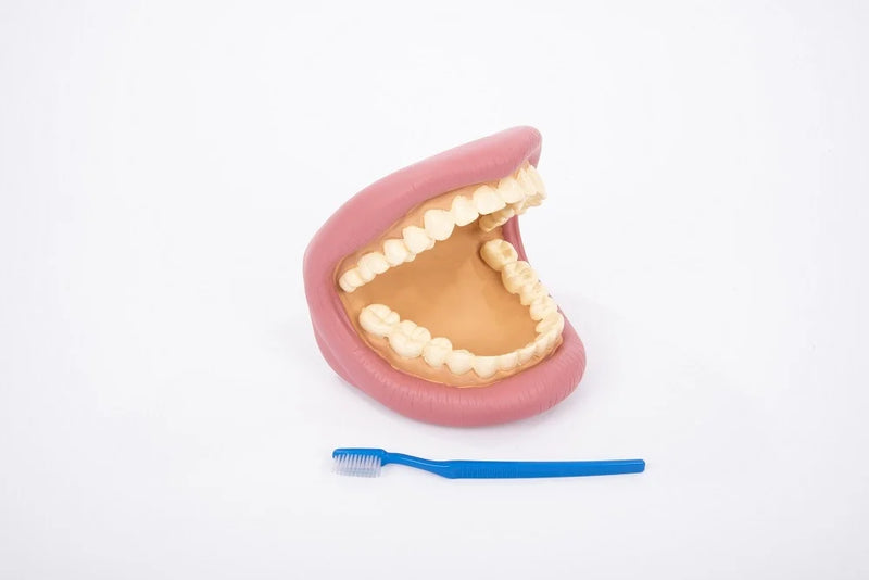 Giant Teeth Dental Demonstration Model, Learning SPACE