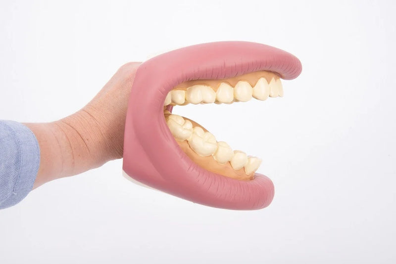 Giant Teeth Dental Demonstration Model, Learning SPACE