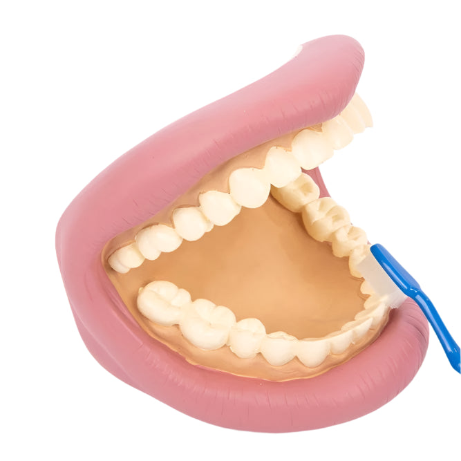 Giant Teeth Dental Demonstration Model, Learning SPACE