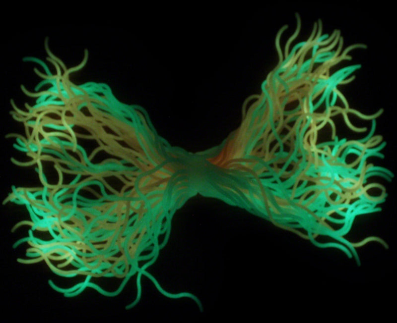 Glow In The Dark Stretchy Spaghetti - Tactile, Sensory Toy, Learning SPACE