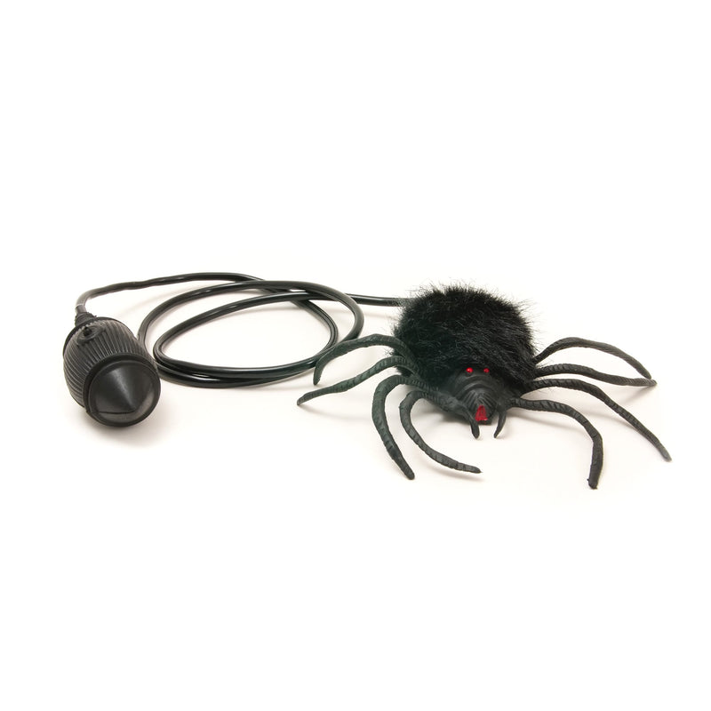 Hairy Scary Jumping Spider, Learning SPACE