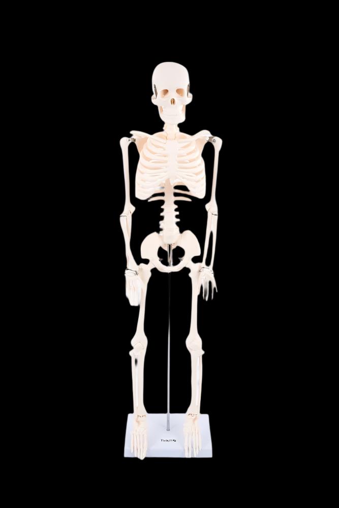 Half-Scale Skeleton, Learning SPACE