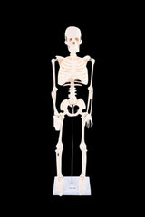 Half-Scale Skeleton, Learning SPACE