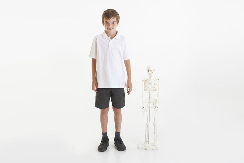 Half-Scale Skeleton, Learning SPACE