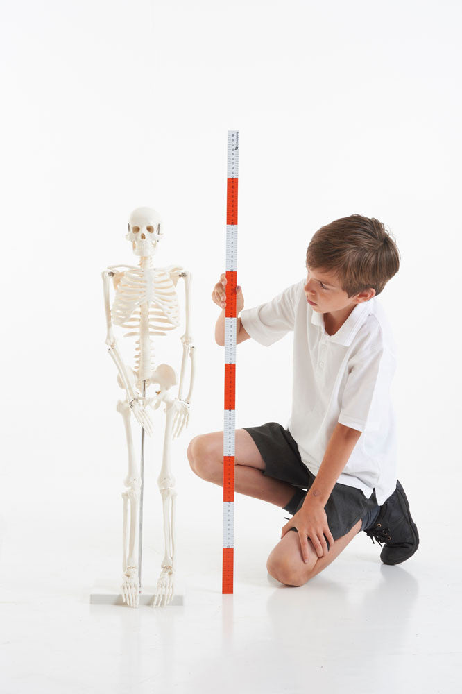 Half-Scale Skeleton, Learning SPACE