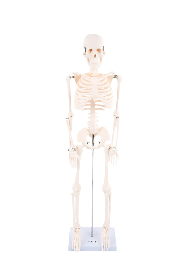 Half-Scale Skeleton, Learning SPACE
