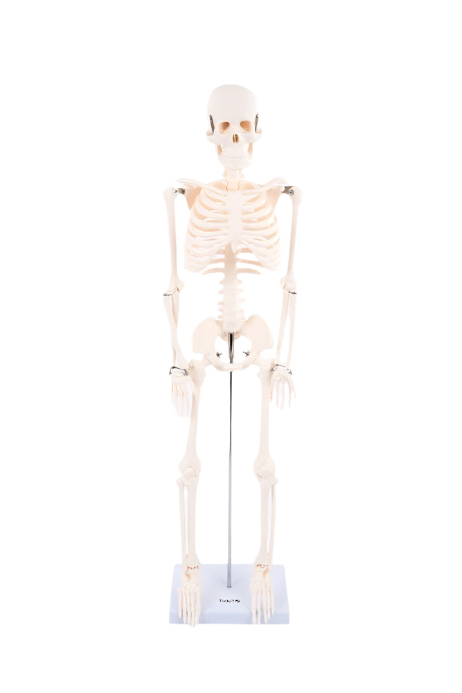 Half-Scale Skeleton, Learning SPACE