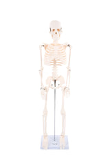 Half-Scale Skeleton, Learning SPACE