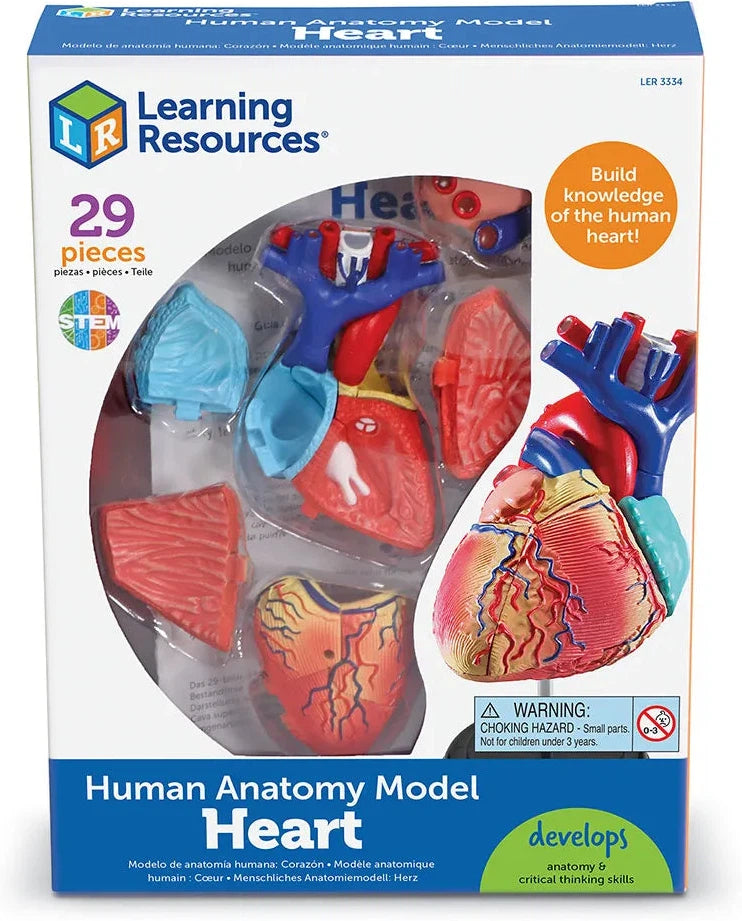 Heart Anatomy Display Model, Learning SPACE
