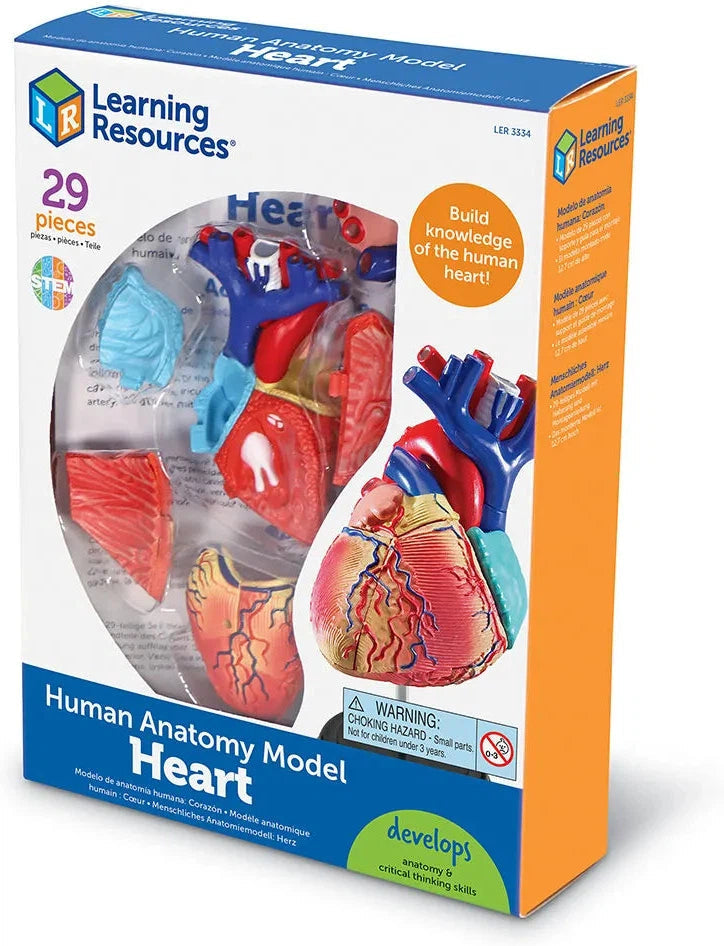 Heart Anatomy Display Model, Learning SPACE