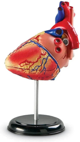 Heart Anatomy Display Model-Fire. Police & Hospital,Human Body,Imaginative Play,Learning Resources,S.T.E.M,Stock-Learning SPACE