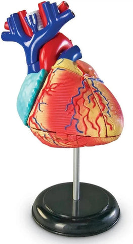 Heart Anatomy Display Model-Fire. Police & Hospital,Human Body,Imaginative Play,Learning Resources,S.T.E.M,Stock-Learning SPACE
