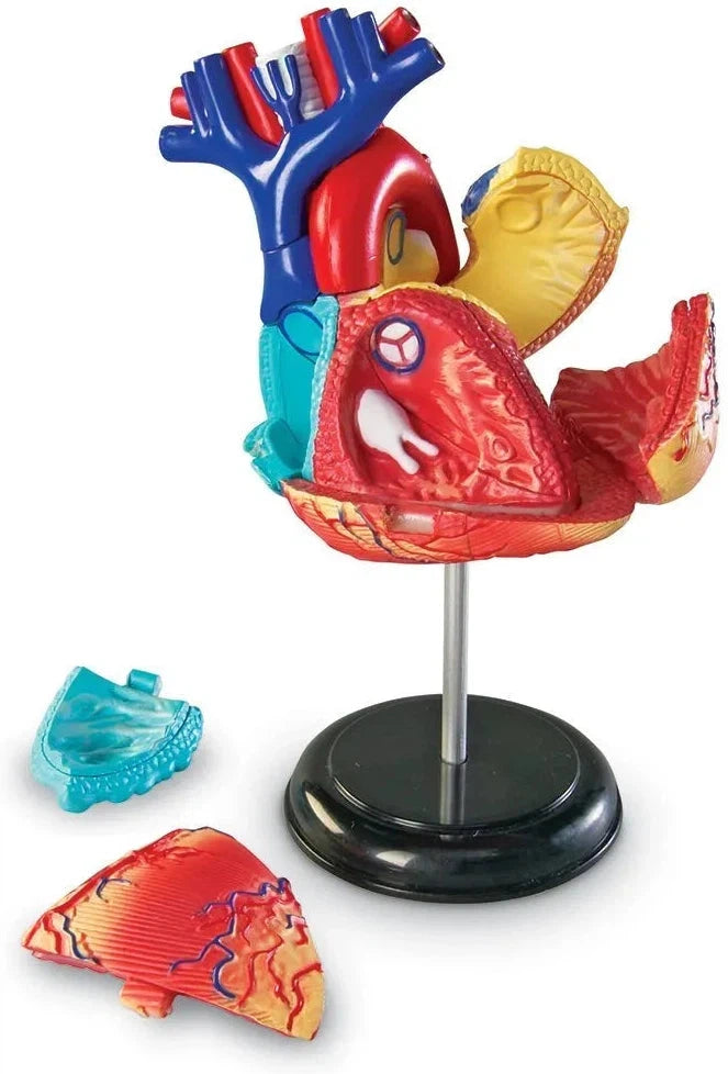 Heart Anatomy Display Model, Learning SPACE