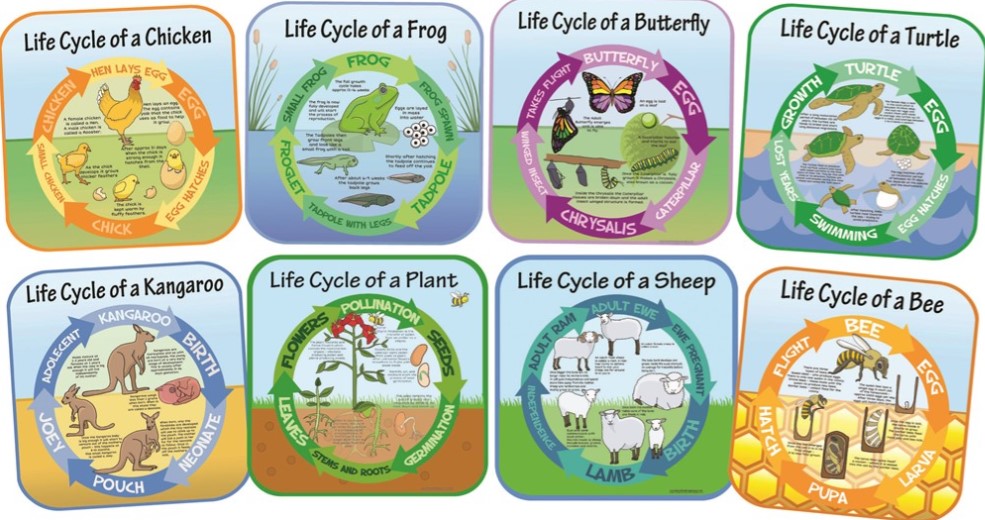 Life Cycles - Set of 8 Outdoor Signs-Calmer Classrooms,Classroom Displays,Early Science,Forest School & Outdoor Garden Equipment,Helps With,Inspirational Playgrounds,Playground Wall Art & Signs,Seasons,Spring,Stock,World & Nature-Learning SPACE