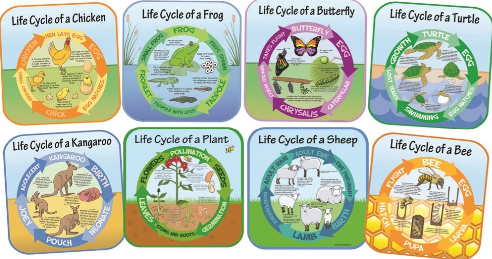 Life Cycles - Set of 8 Outdoor Signs-Calmer Classrooms,Classroom Displays,Dropship,Early Science,Forest School & Outdoor Garden Equipment,Helps With,Inspirational Playgrounds,Playground Wall Art & Signs,Seasons,Spring,Stock,World & Nature-Learning SPACE