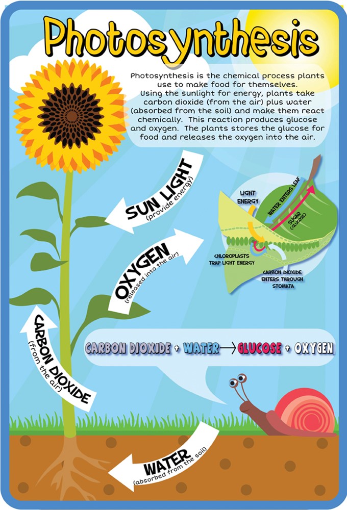 Photosynthesis Outdoor Sign, Learning SPACE