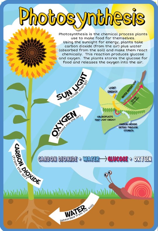 Photosynthesis Outdoor Sign, Learning SPACE