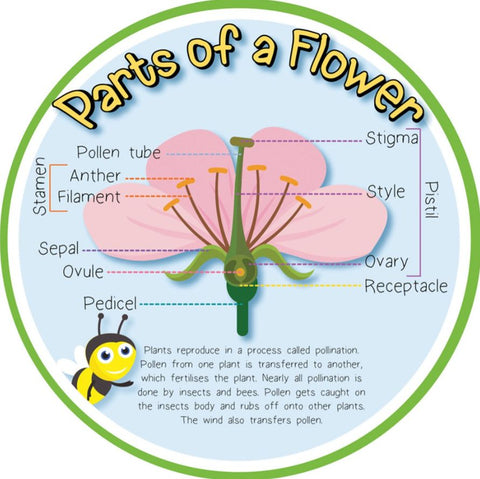 Pollination - Parts of a Flower Outdoor Sign-Calmer Classrooms,Classroom Displays,Forest School & Outdoor Garden Equipment,Helps With,Inspirational Playgrounds,Playground Wall Art & Signs,Pollination Grant,Stock,World & Nature-Learning SPACE