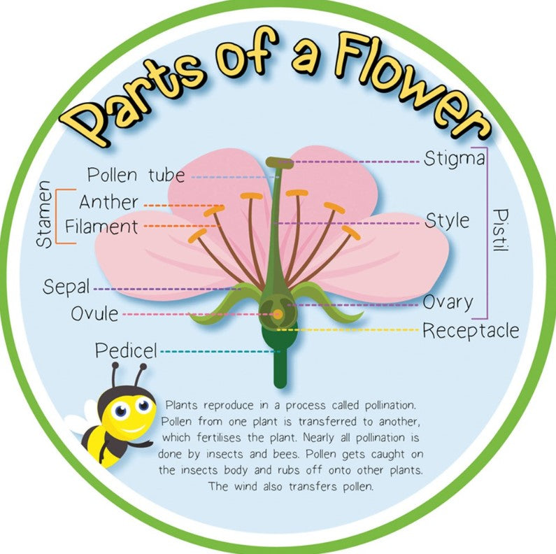 Pollination - Parts of a Flower Outdoor Sign-Calmer Classrooms,Classroom Displays,Dropship,Forest School & Outdoor Garden Equipment,Helps With,Inspirational Playgrounds,Playground Wall Art & Signs,Pollination Grant,Stock,World & Nature-Learning SPACE