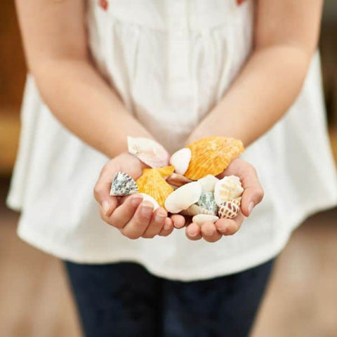 Rainbow Eco Play Naturals - Shells & Urchins-Arts & Crafts,Early Arts & Crafts,Nature,Nature Sensory Room,Primary Arts & Crafts,Underwater Sensory Room-Learning SPACE