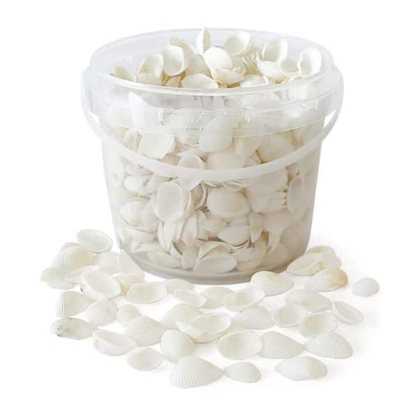Rainbow Eco Play Naturals - Shells & Urchins, Natural White Shells 1.3kg Learning SPACE
