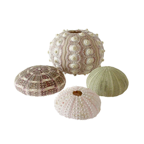 Rainbow Eco Play Naturals - Shells & Urchins-Arts & Crafts,Early Arts & Crafts,Nature,Nature Sensory Room,Primary Arts & Crafts,Underwater Sensory Room-Urchins Set - Pack of 12-E2005-Learning SPACE