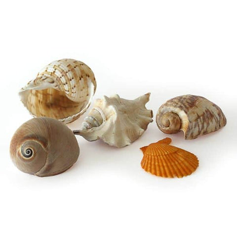 Rainbow Eco Play Naturals - Shells & Urchins-Arts & Crafts,Early Arts & Crafts,Nature,Nature Sensory Room,Primary Arts & Crafts,Underwater Sensory Room-Large Exotic Shells - Pack of 10-E2006-Learning SPACE
