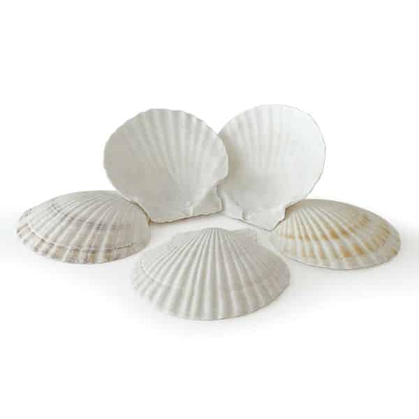 Rainbow Eco Play Naturals - Shells & Urchins, Large White Scallop Shells Pack of 15 Learning SPACE