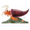 Remarkable Animals Book, Learning SPACE