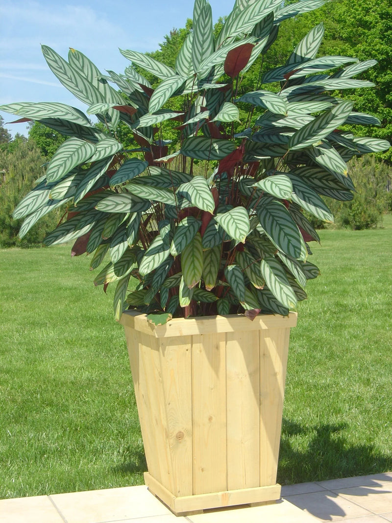Tara Planter, Learning SPACE