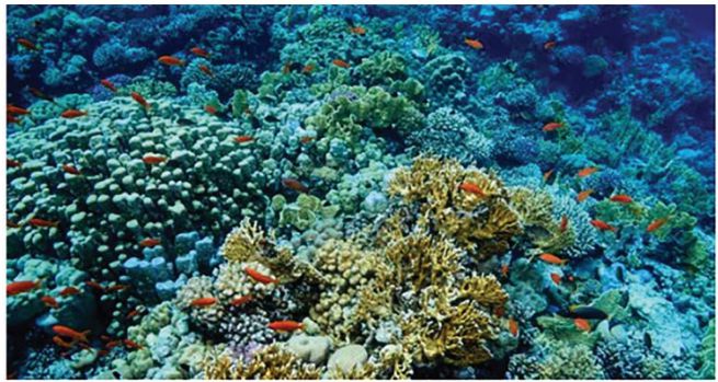 Underwater Coral Reef Floormat, Learning SPACE