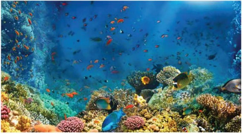 Wall Hanging Coral Backdrop, Learning SPACE