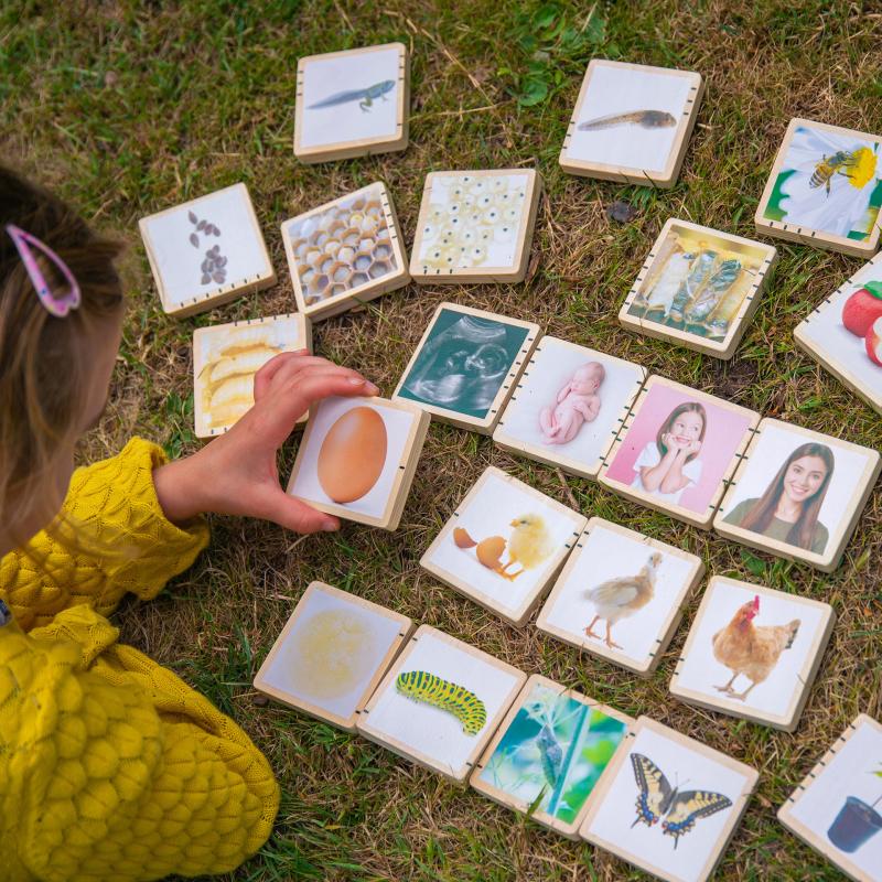 Wooden Lifecycle Tiles - Pk24, Learning SPACE