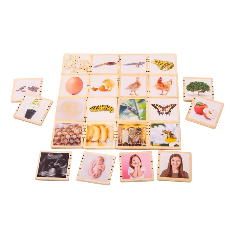 Wooden Lifecycle Tiles - Pk24, Learning SPACE