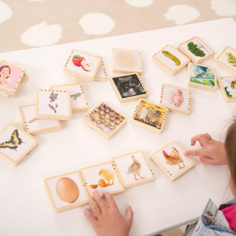 Wooden Lifecycle Tiles - Pk24, Learning SPACE