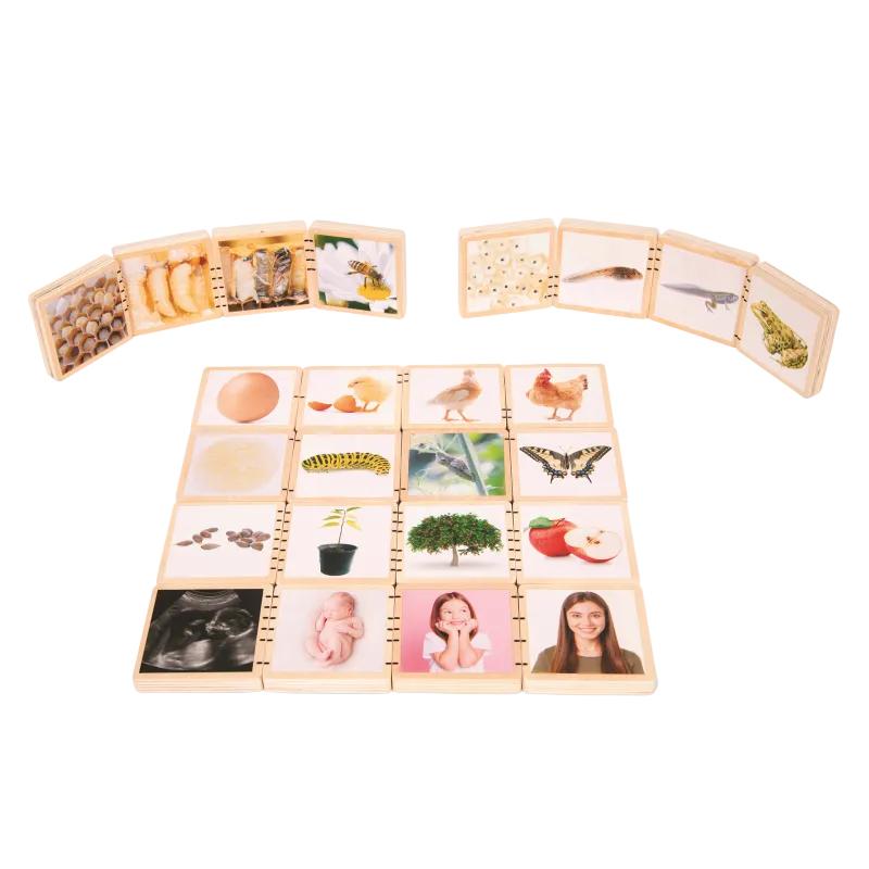 Wooden Lifecycle Tiles - Pk24, Learning SPACE